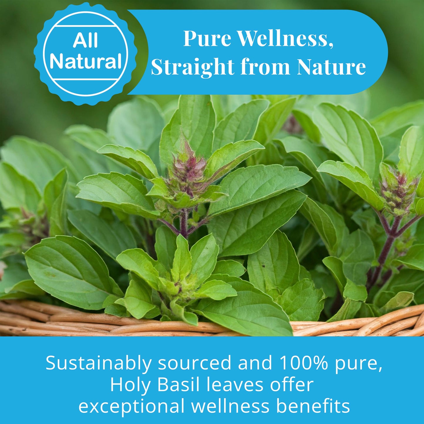 Akshit Holy Basil Leaves ,Naturally Dried Leaves, 100% Pure Holy Basil (Tulsi) Tea , No Caffeine, No Additives, Vegan - 2.6oz