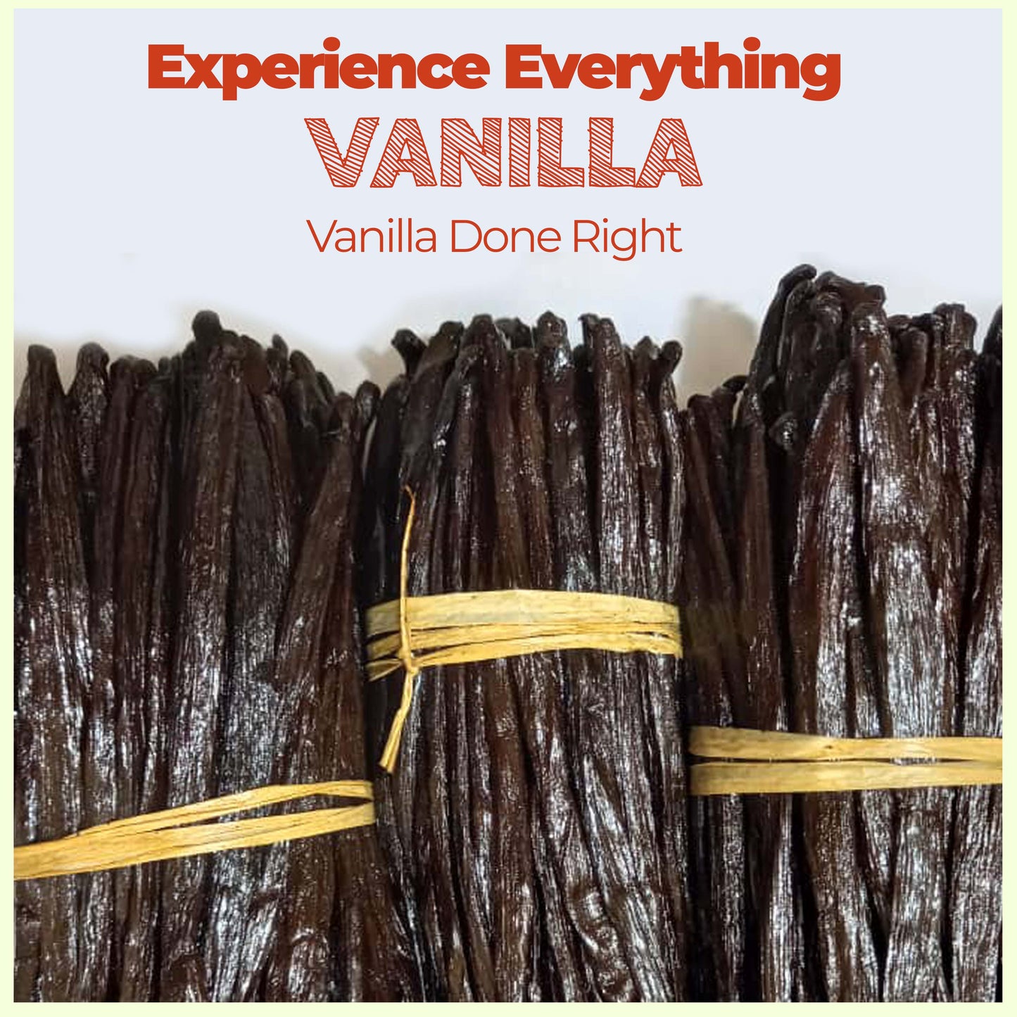 Buy Bulk Vanilla Beans for Baking, Extracts & More – Grade A (1 lb Pack)