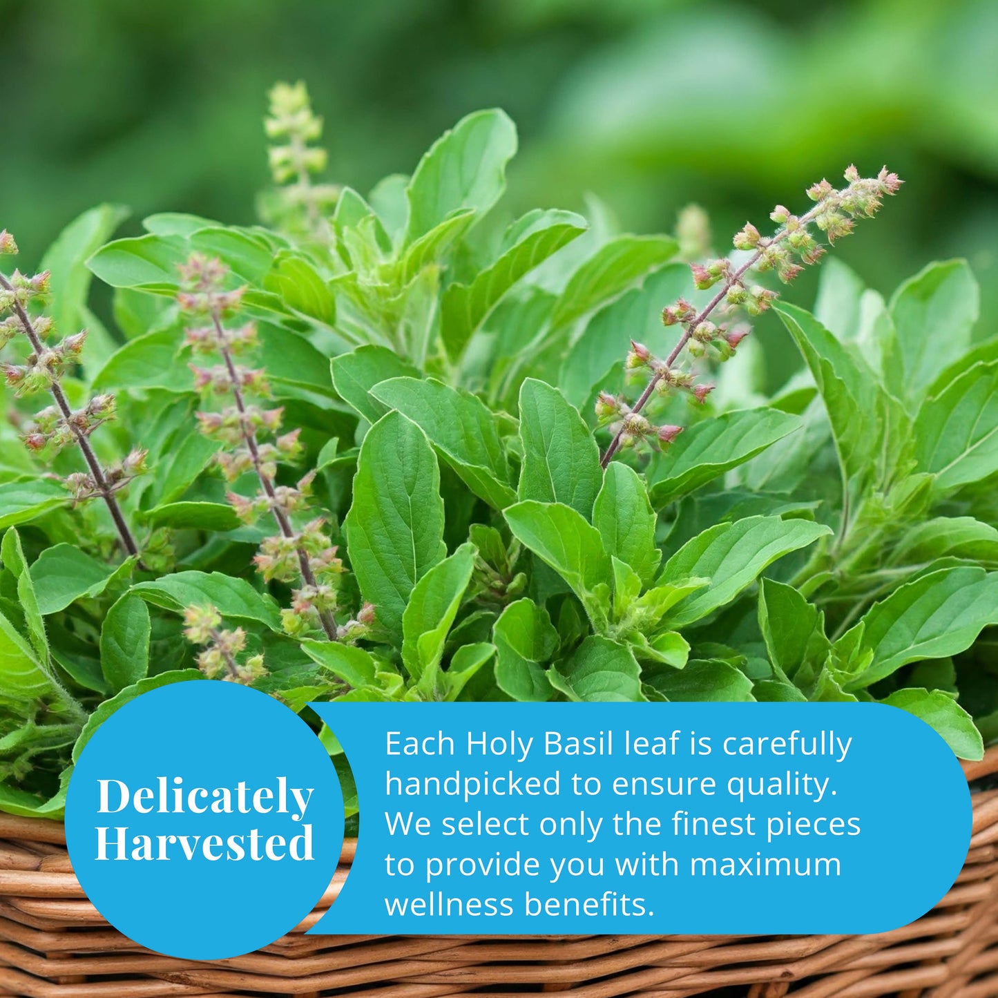Akshit Holy Basil Leaves ,Naturally Dried Leaves, 100% Pure Holy Basil (Tulsi) Tea , No Caffeine, No Additives, Vegan - 2.6oz