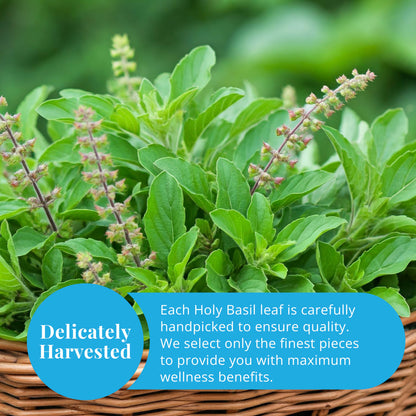 Akshit Dried Tulsi / Holy Basil Leaves | Tulsi Tea | Holy Basil Tea-2.6oz